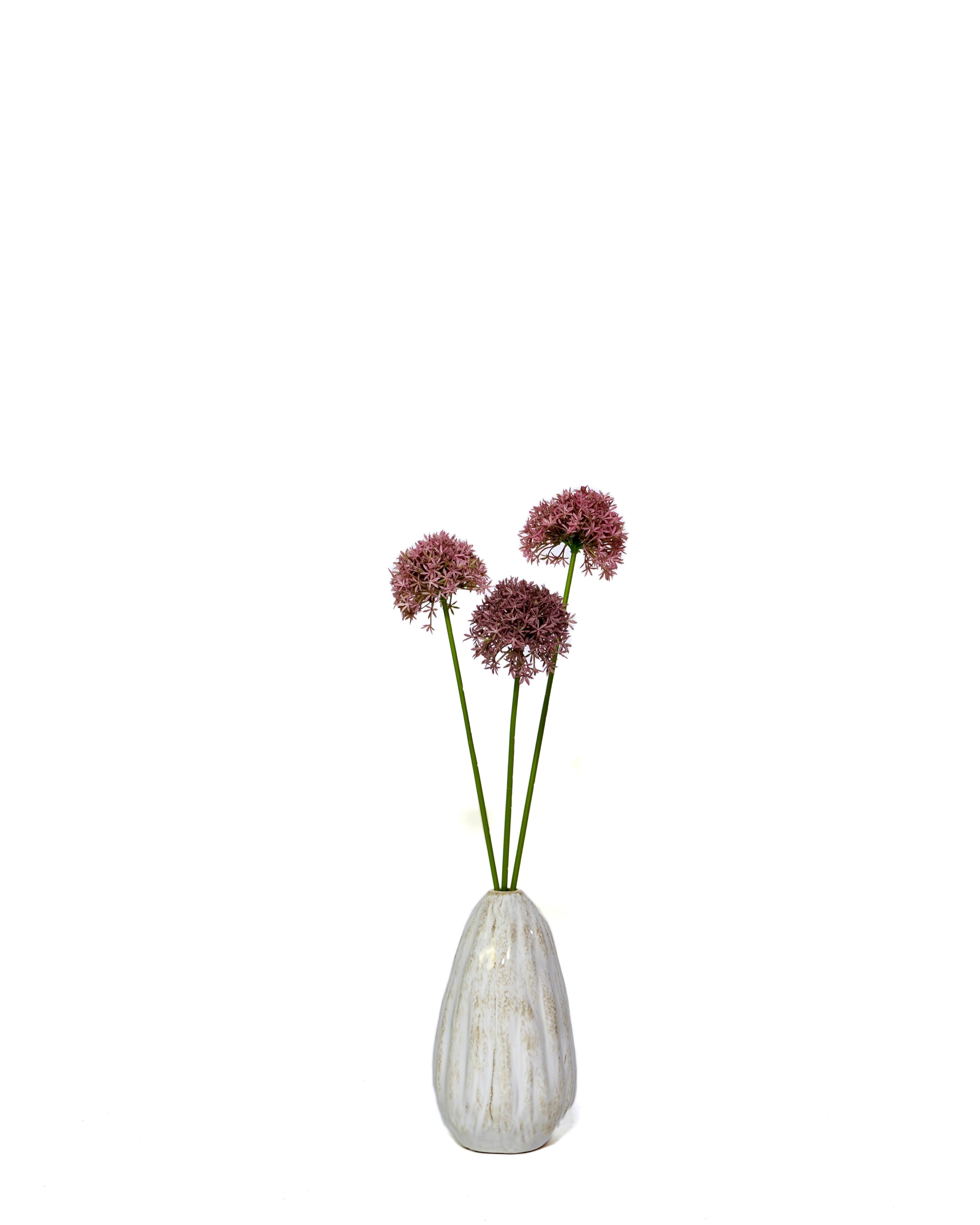 Allium roze
