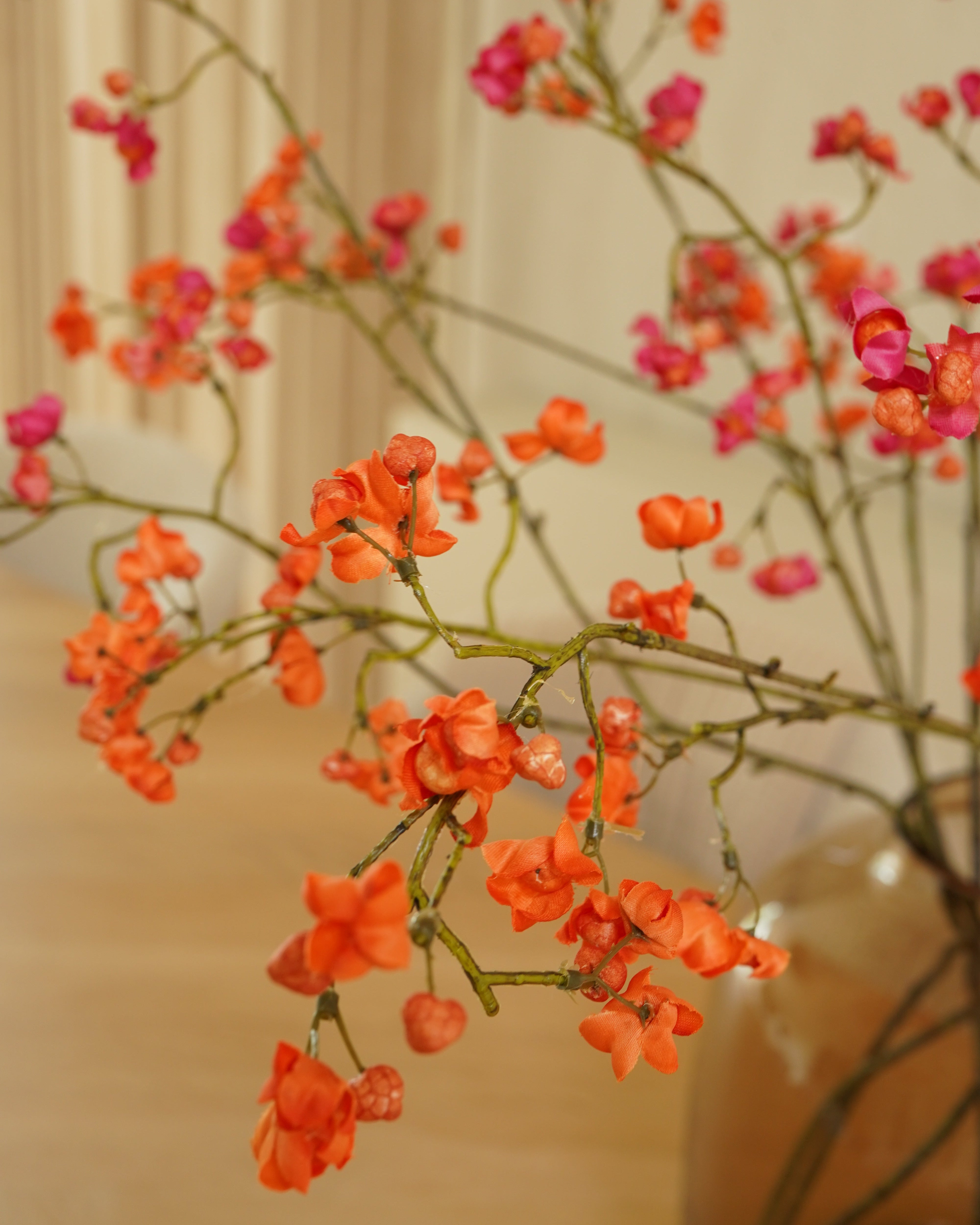 Euonymus tak