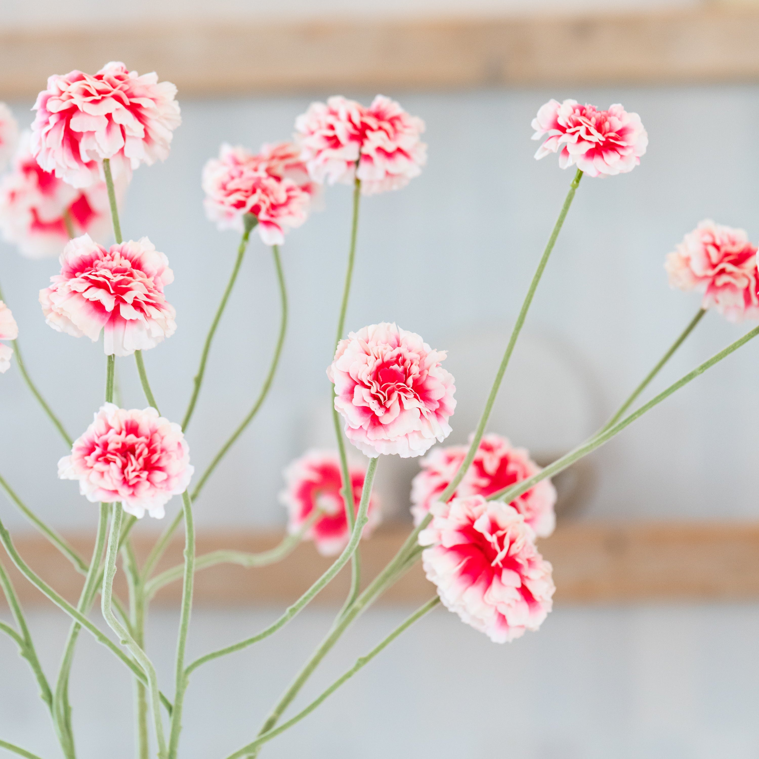 Set Zinnia