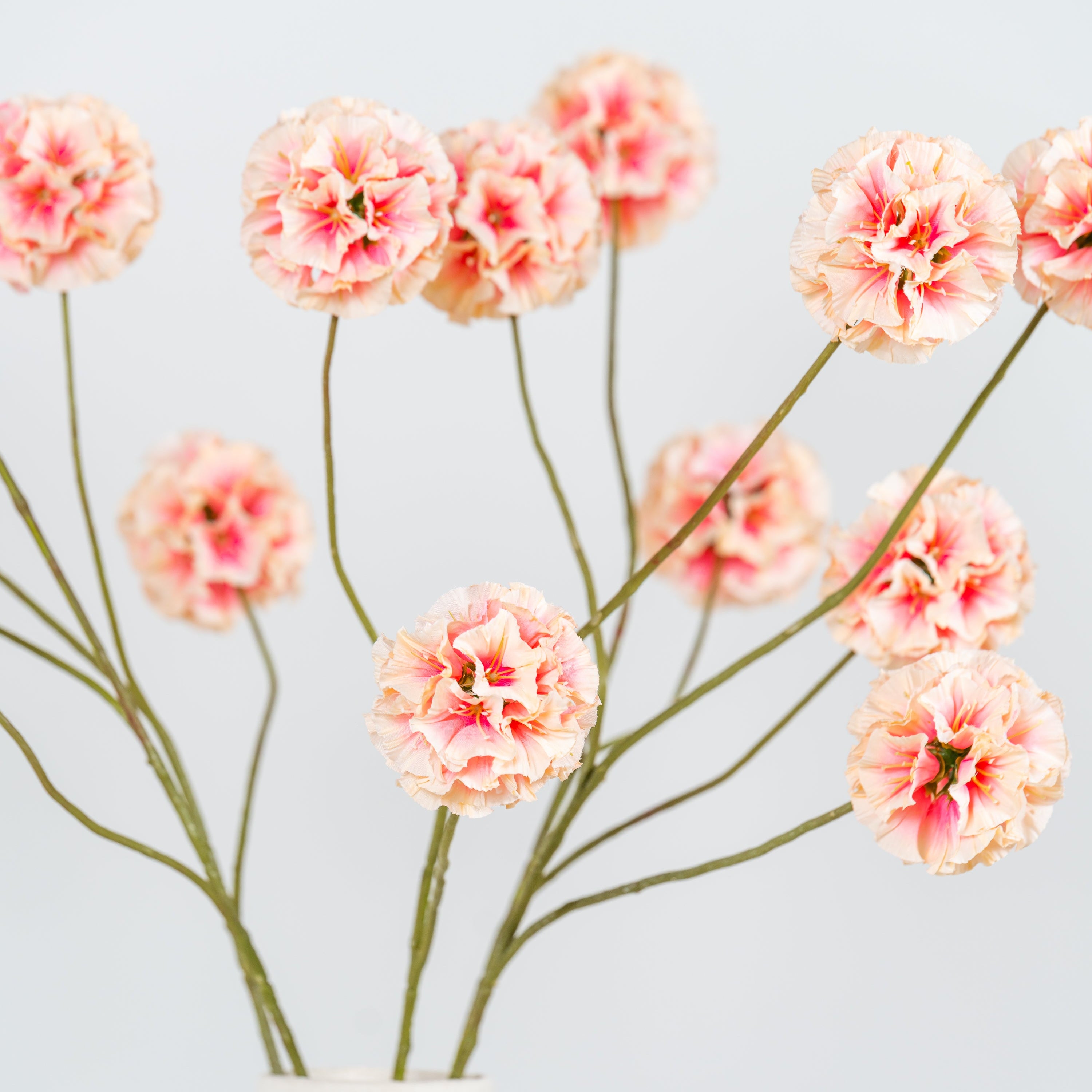 Bloemen set Scabiosa