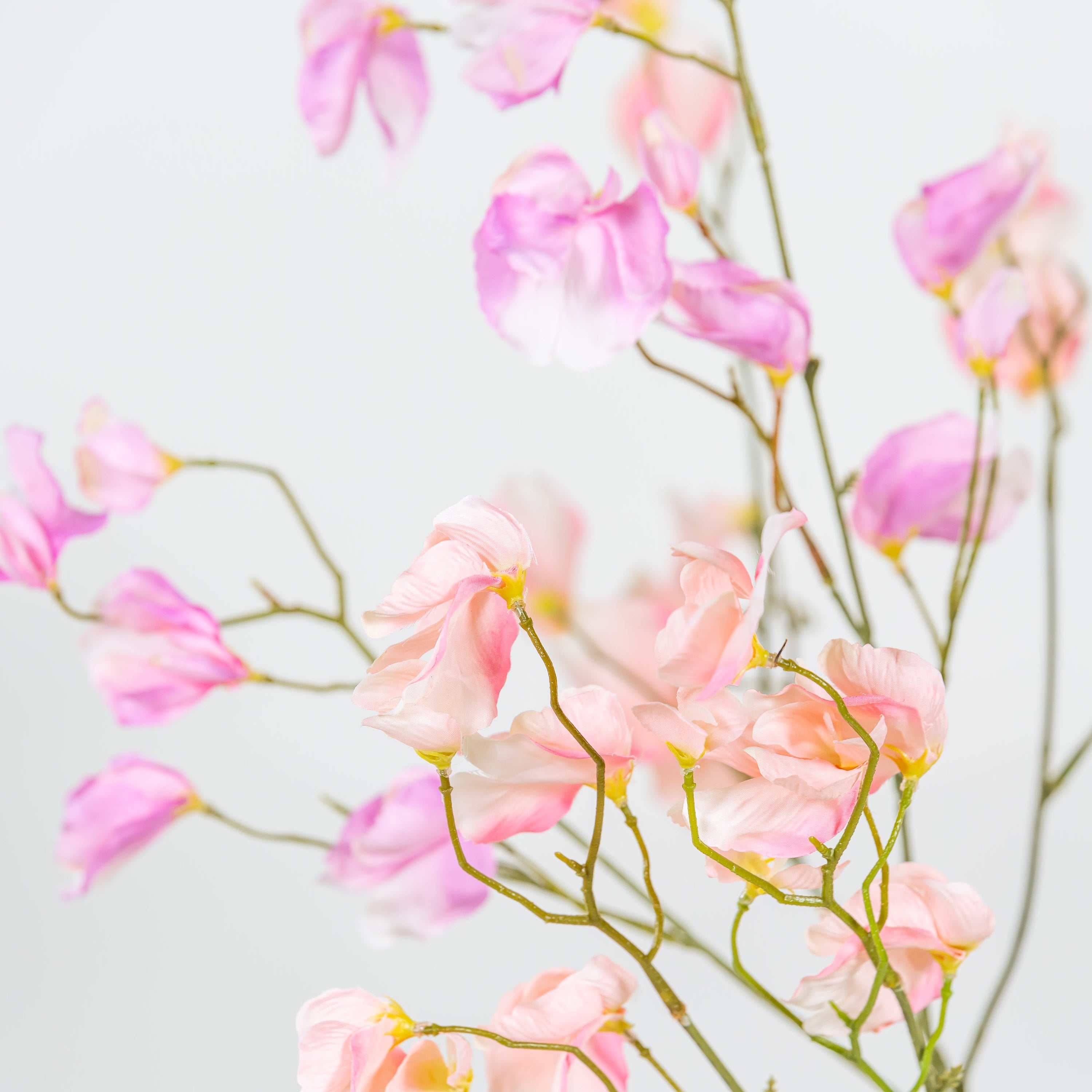 Lathyrus tak