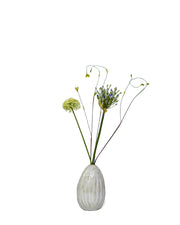 Allium buds