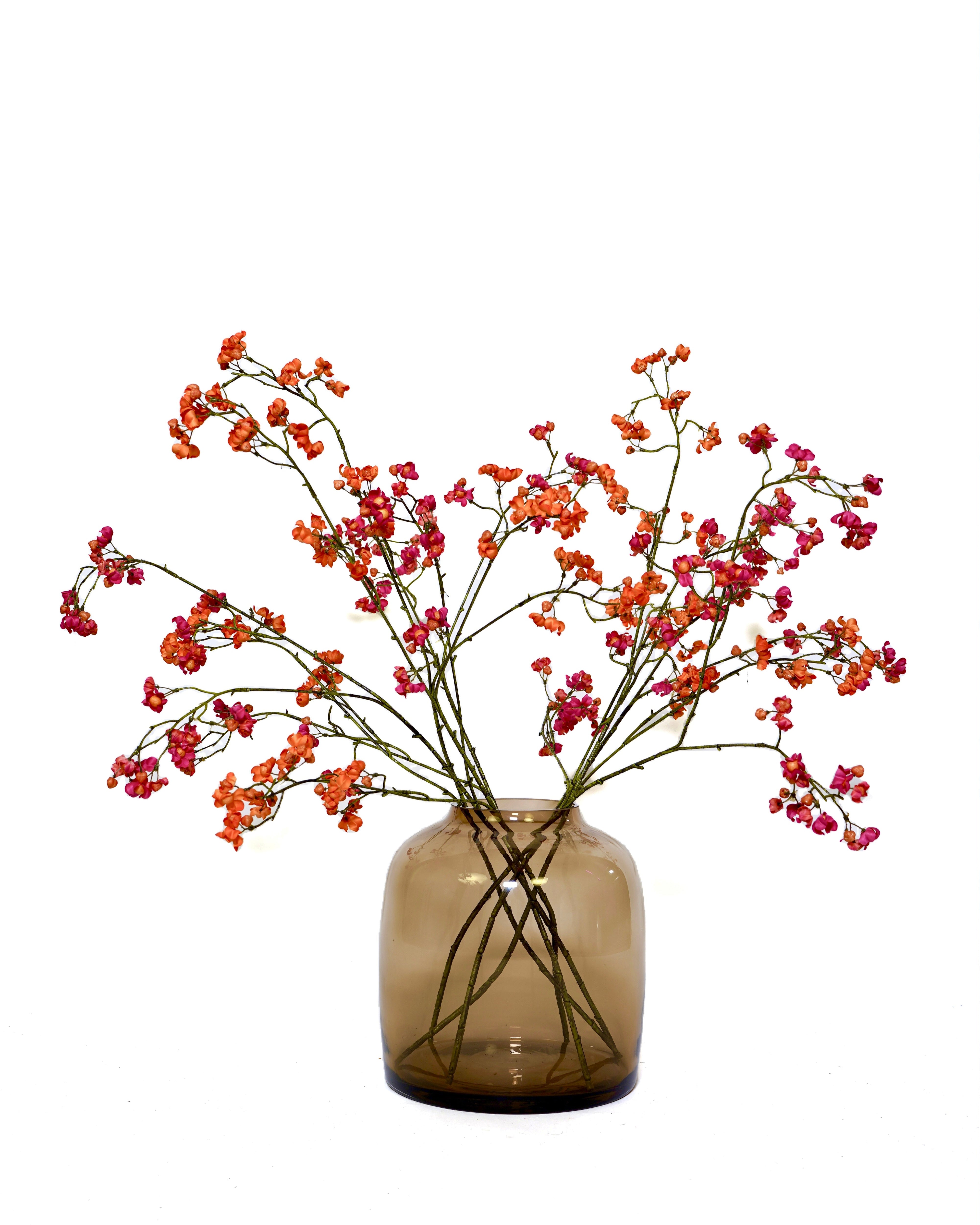 Euonymus tak